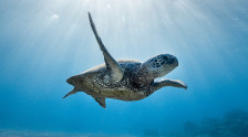 DNS bezbednost – morske kornjače i vitez Koja
