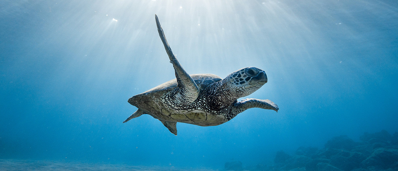 DNS безбедност – морске корњаче и витез Која